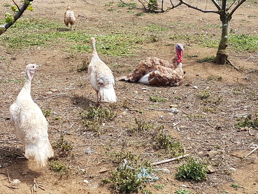 فيلا Quinta Rico Quatro Ribeiras المظهر الخارجي الصورة